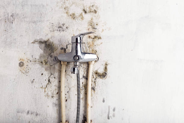 Home Mold Removal in Dayton, WA