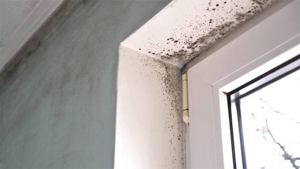 Best Home Mold Removal  in Dayton, WA