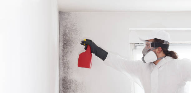 Best Local Mold Removal Service  in Dayton, WA