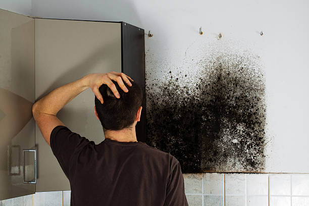 Best Attic Mold Removal  in Dayton, WA