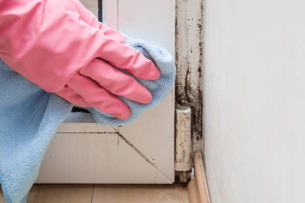 Mold Removal and Inspection in Dayton, WA