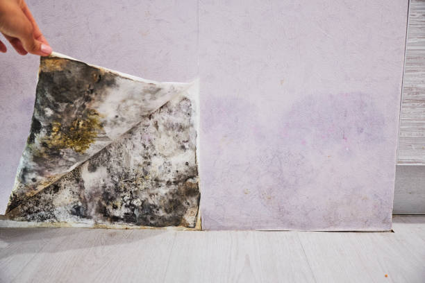 Best Mold Cleaning Services  in Dayton, WA
